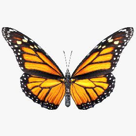 Monarch Butterfly Rigged for Cinema 4D 3D model